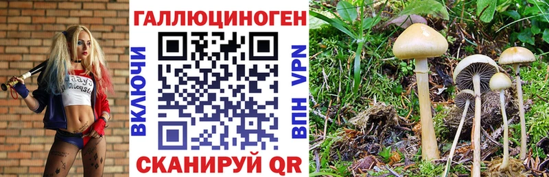Купить где  Ефремов  Псилоцибиновые грибы Psilocybe 